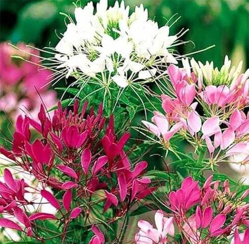 Mixed Cleome Flower Seeds – Heirloom, Non-GMO, High Germination Organic Garden Seeds for Planting