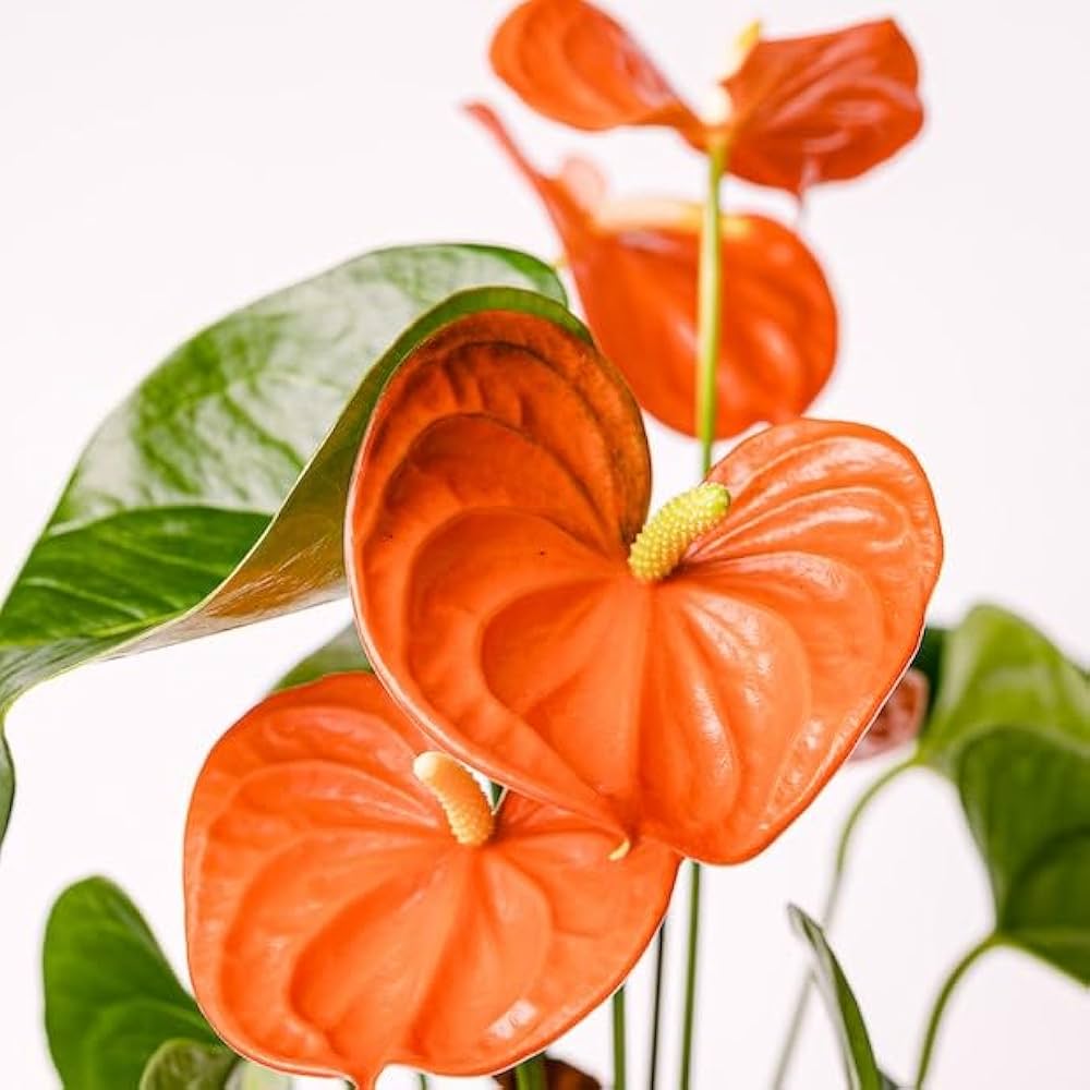 Orange Anthurium Flower Seeds – Heirloom, Non-GMO, High Germination Seeds