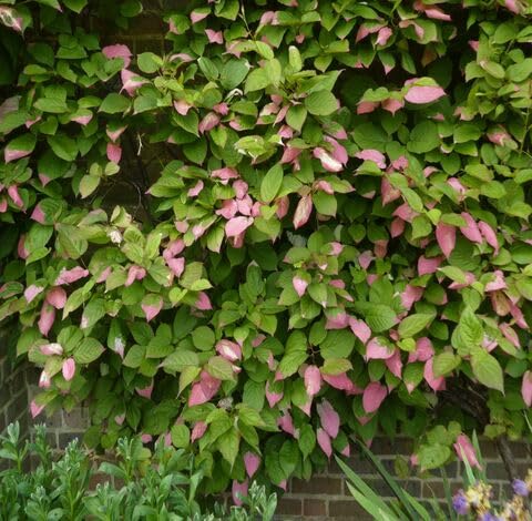green pink flower seeds