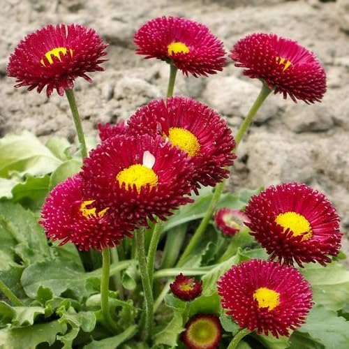 Rote Bellis Blumensamen Alte Sorte Gentechnikfrei Hohe Keimfähigkeit Bio-Gartensamen zum Pflanzen