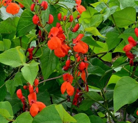 Pole Bean Flower Seeds Heirloom Non-GMO High Germination Organic Garden Seeds for Planting