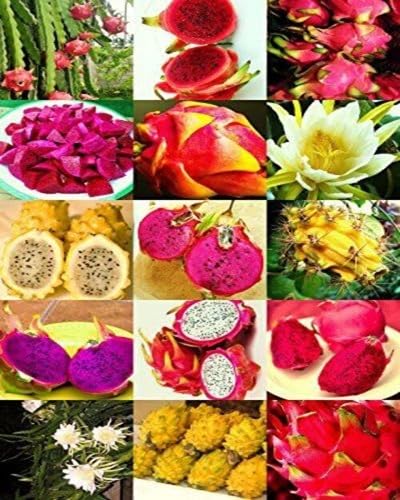 Mixed Pitaya Fruit Seeds – Heirloom, Non-GMO, High Germination Organic Garden