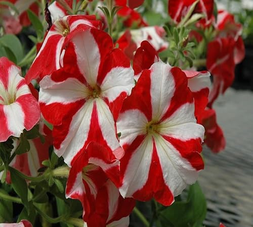 white red flower seeds