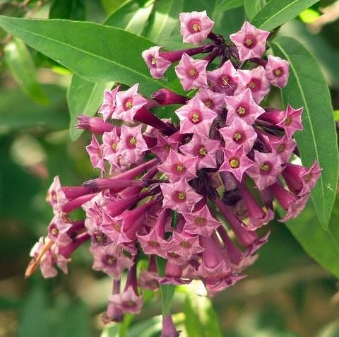 Pink Cestrum Nocturnum Flower Seeds Heirloom Non-GMO High Germination Organic Garden Seeds for Planting