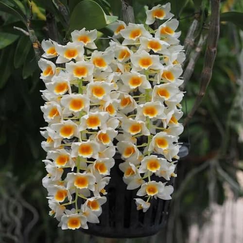 White Yellow Climbing Orchid Flower Seeds – Heirloom Non-GMO High Germination Organic Garden Seeds