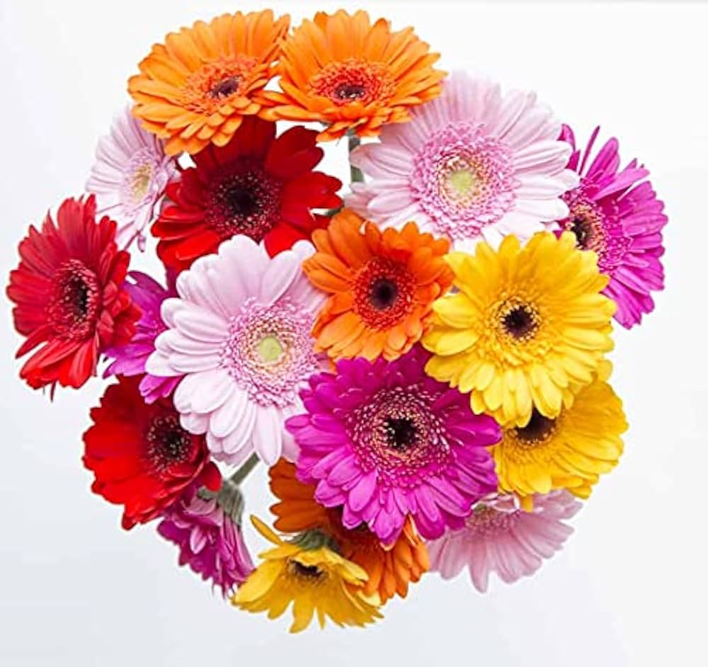 gerbera chrysanthemum flower seeds