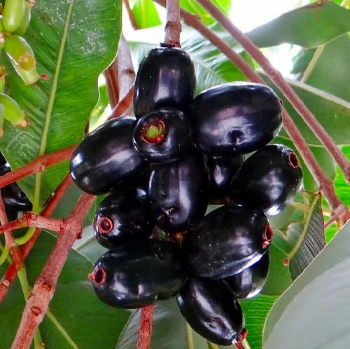 Black Jamun Seeds – Heirloom, Non-GMO, High Germination Organic Garden Seeds