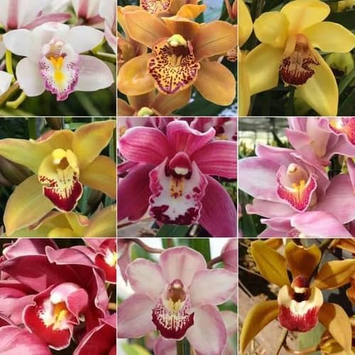 Mixed Cymbidium Orchid Flower Seeds – Heirloom Non-GMO High Germination