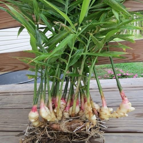 Ingwersamen – Alte Sorte, gentechnikfrei, keimstark, Bio-Gartensamen zum Pflanzen