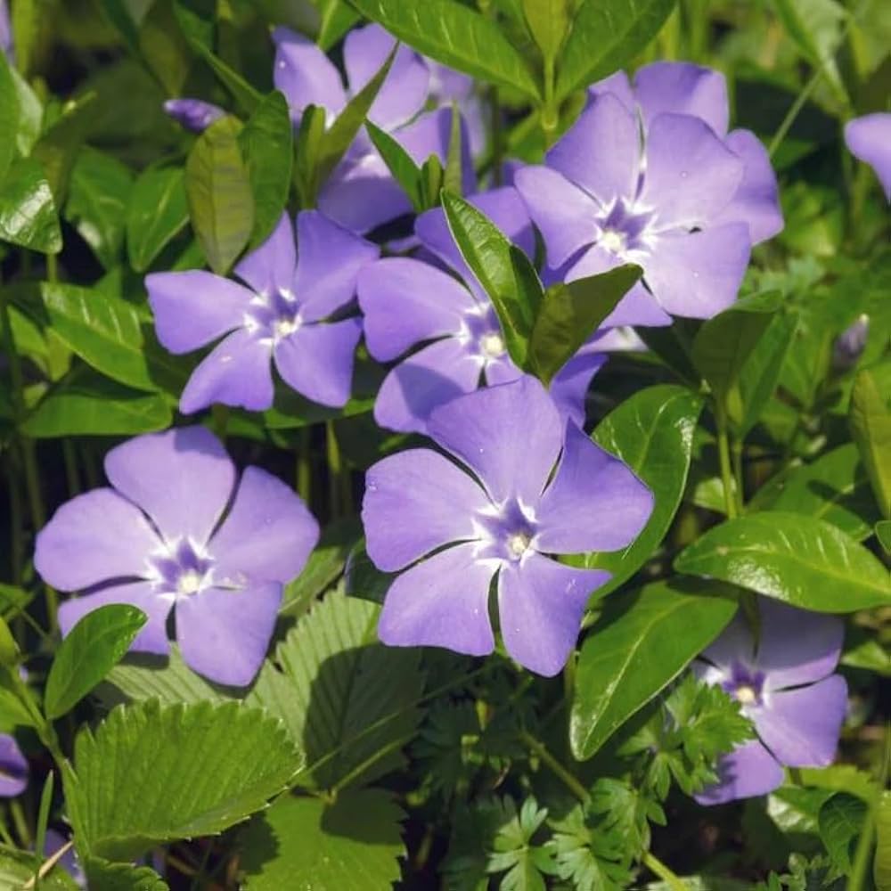 purple vinca flower seeds