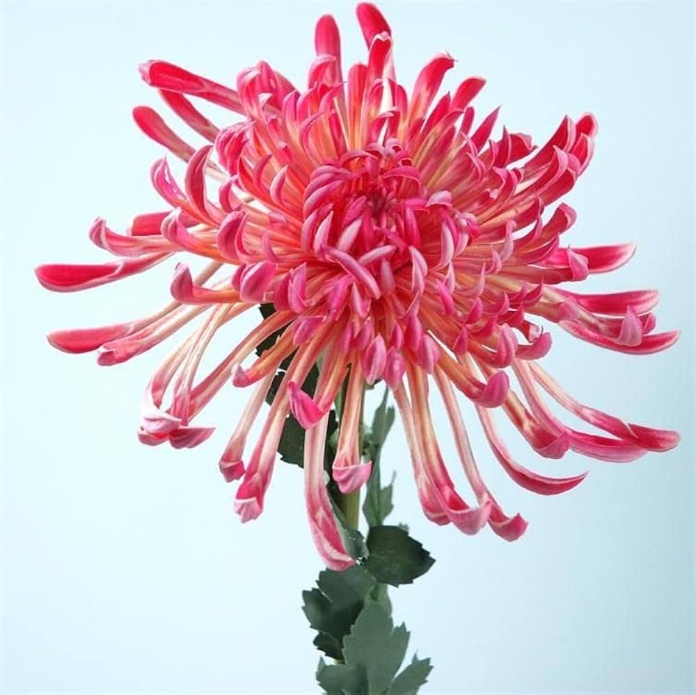 japan spider flower seeds
