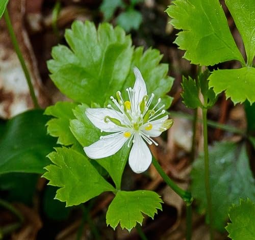 White Goldthread Flower Seeds for Planting Heirloom Non-GMO High Germination Organic Garden Seeds
