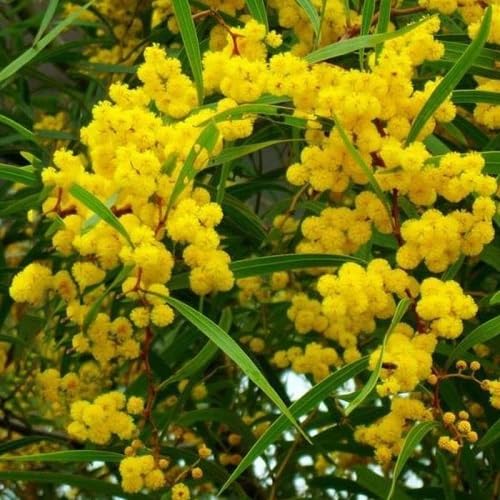 Yellow Mimosa Flower Seeds – Heirloom, Non-GMO, High Germination Organic Seeds