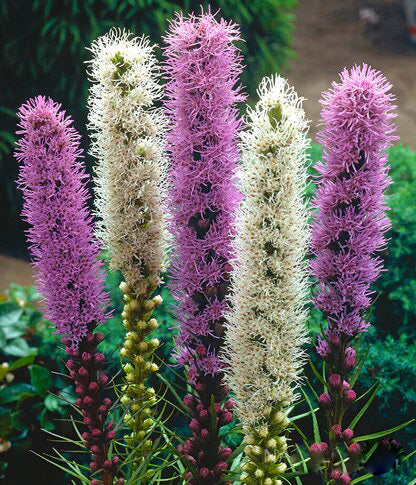 Mixed Liatris Flower Seeds – Heirloom, Non-GMO, High Germination Seeds