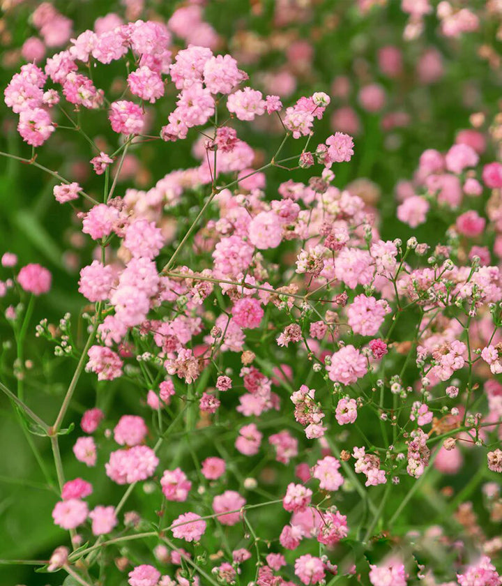 Semillas de flores de gypsophila rosa – Variedad tradicional, no transgénicas, de alta germinación