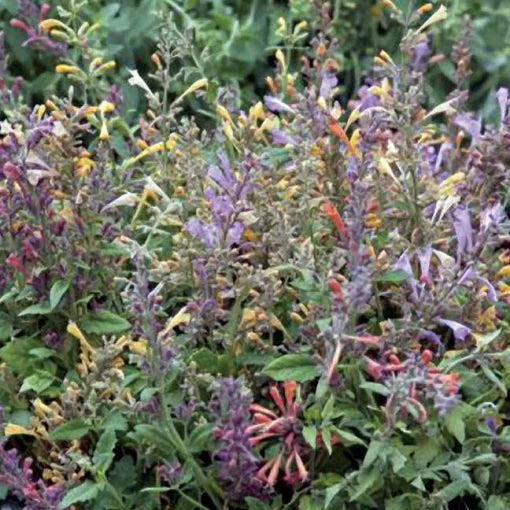 fragrant carpet flower seeds