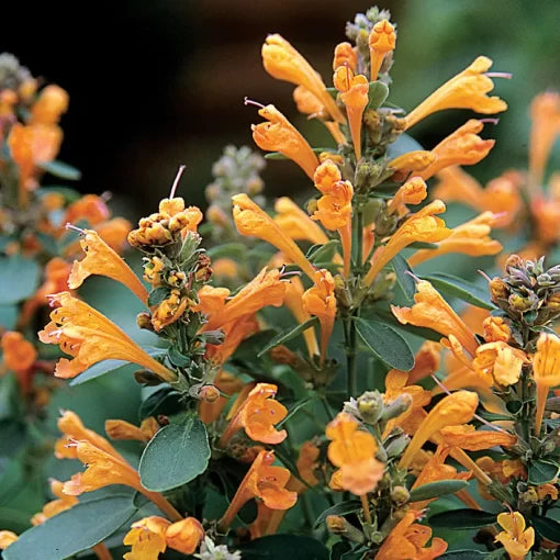 arizona sandstone flower seeds