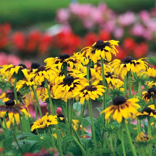 yellow kelvedon flower seeds