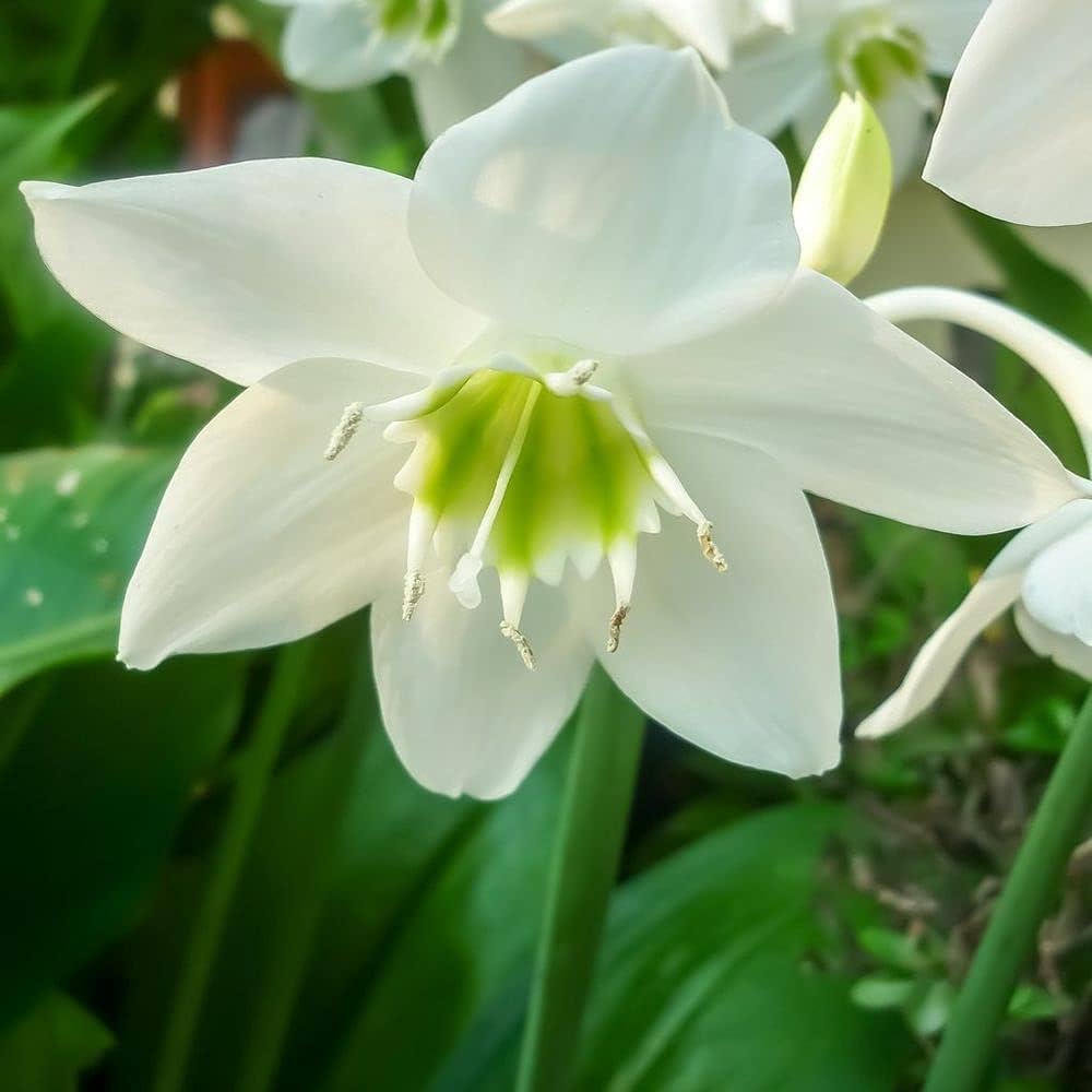 germer lily flower seeds