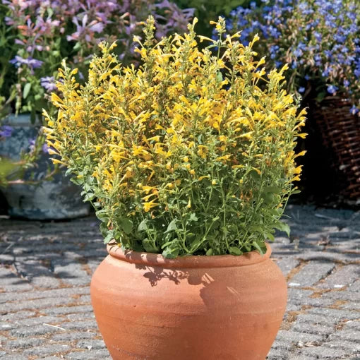 golden red flower seeds