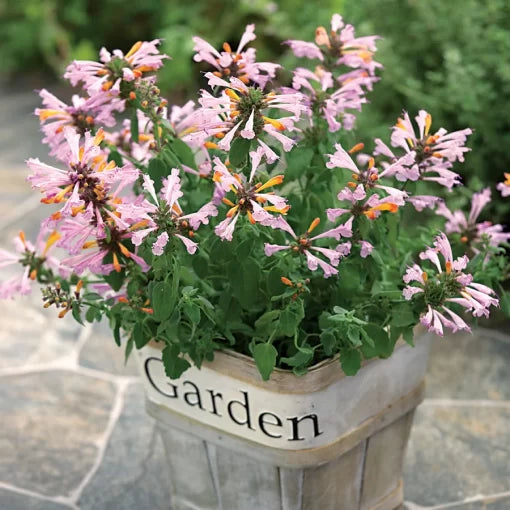 orange pink flower seeds