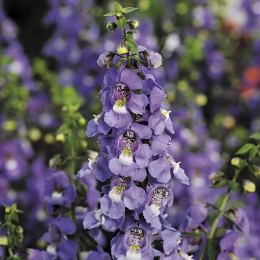blue blue flower seeds
