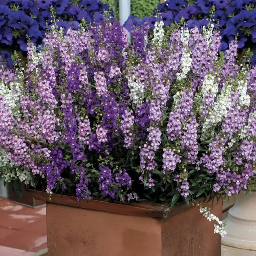 angelonia mix flower seeds