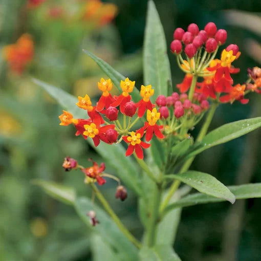 tropical butterfly flower seeds