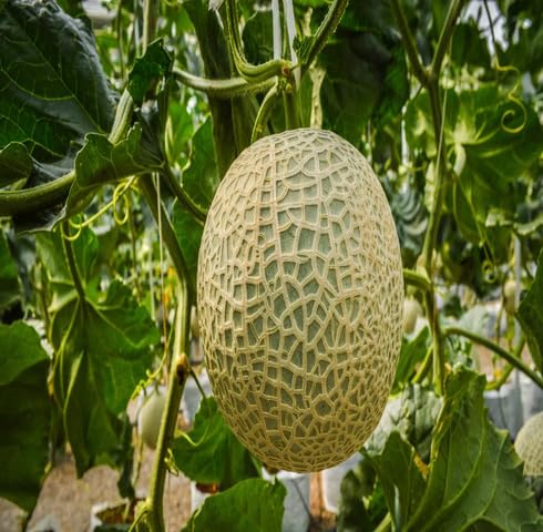 Green Musk Melon Seeds – Heirloom, Non-GMO, High Germination Organic Garden Seeds