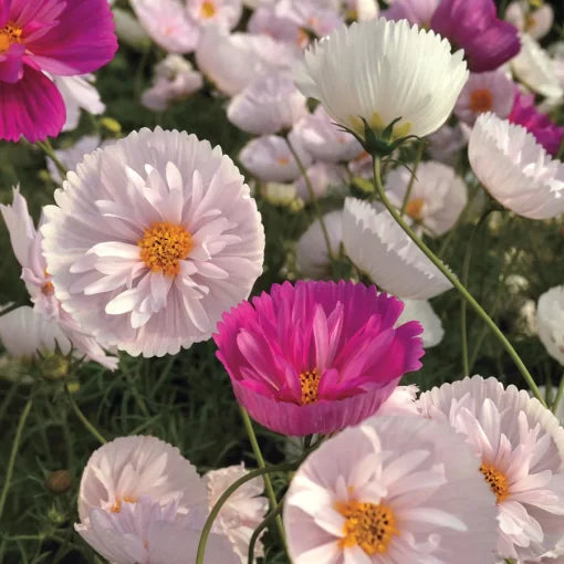 cupcakes and flower seeds