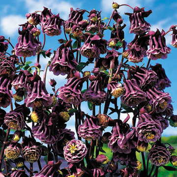 double pleat flower seeds