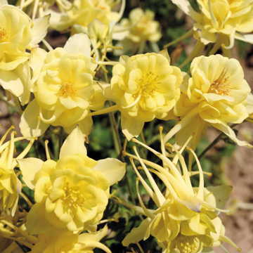 yellow sunshine flower seeds