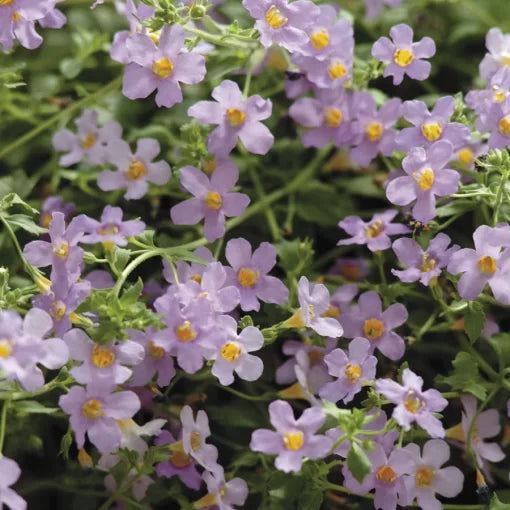 blue blutopia flower seeds