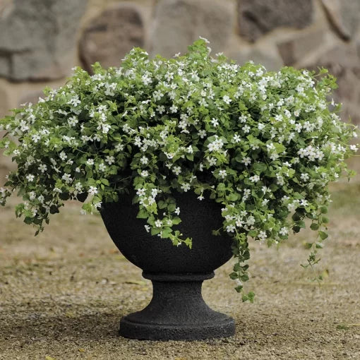white snowtopia flower seeds