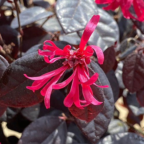 Loropetalum Flower Seeds Red – Heirloom, Non-GMO, High Germination Seeds