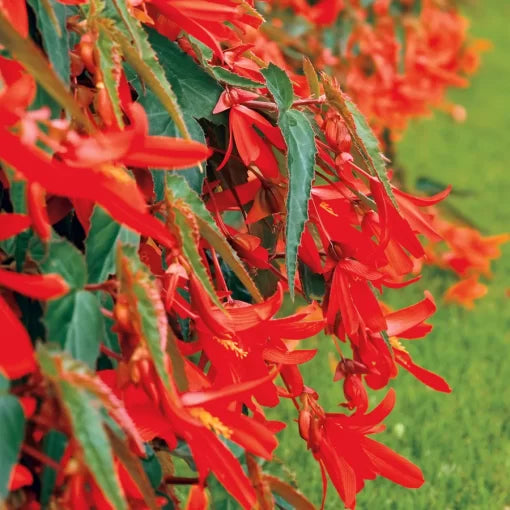 orange red flower seeds