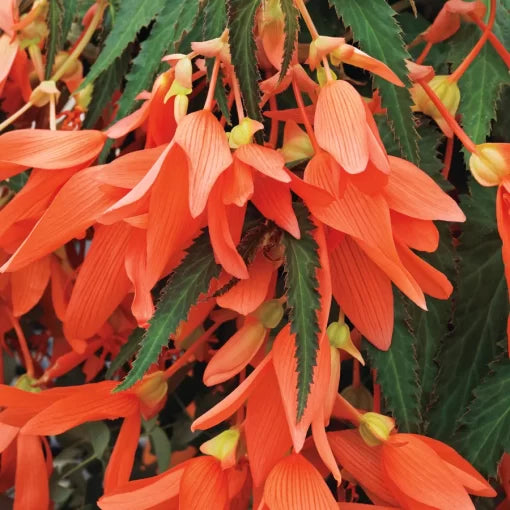 orange san flower seeds