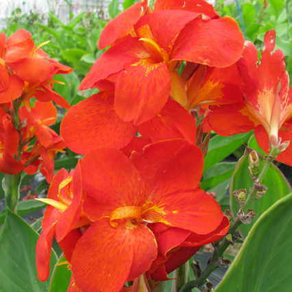 canna south flower seeds