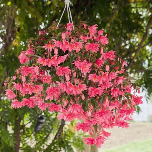 pink begonia flower seeds