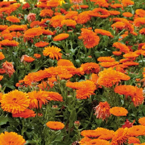 orange yellow flower seeds