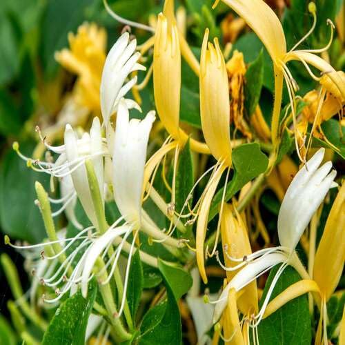 Yellow White Honeysuckle Flower Seeds for Planting | Heirloom Non-GMO Organic