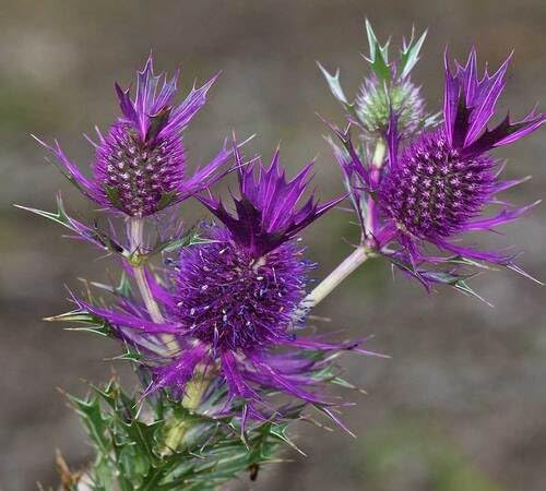 Purple Eryngium Flower Seeds – Heirloom, Non-GMO, High Germination Organic Garden Seeds for Planting
