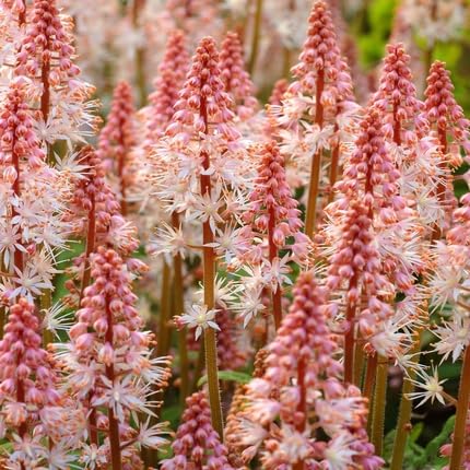 tiarellaflowerheirloomnongmo flower seeds