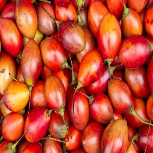 Tamarillo Seeds – Heirloom, Non-GMO, High Germination Organic Garden Seeds