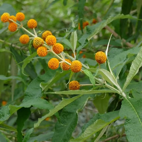 Yellow Buddleja Globosa Flower Seeds – Heirloom, Non-GMO, High Germination Seeds
