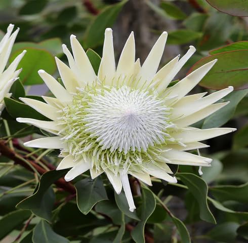 White Protea Flower Seeds for Planting – Heirloom, Non-GMO, High Germination