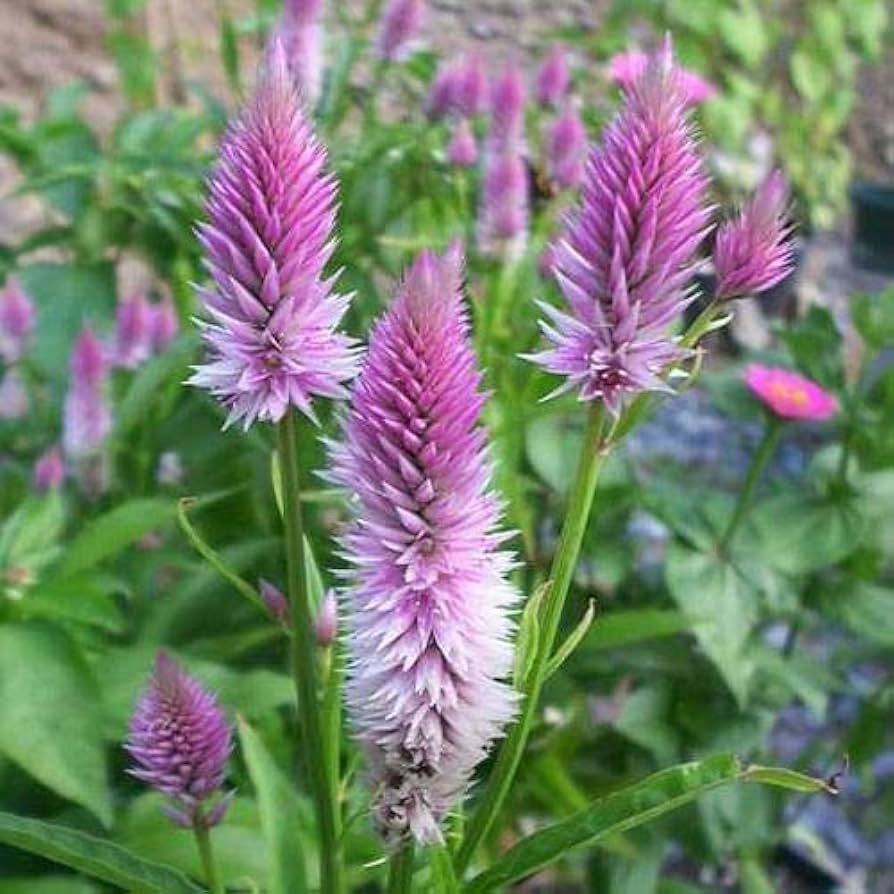 pink pink flower seeds