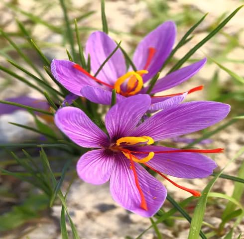 Semillas de flor de azafrán púrpura – Cimarrón, sin OGM, semillas orgánicas de jardín de alta germinación para sembrar