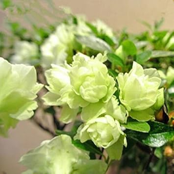 greenazaleatreeheirloomnongmo flower seeds