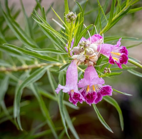 Pink Chilopsis Flower Seeds Heirloom Non-GMO High Germination Organic Garden Seeds for Planting